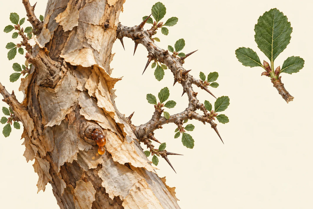 Myrrh: scent, resin, origins and extraction