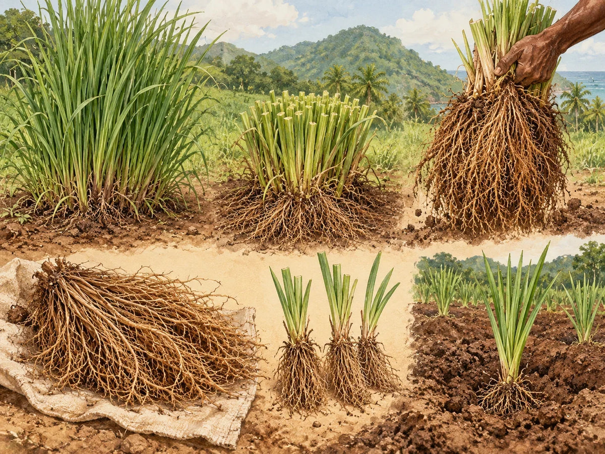 Vetiver: roots, growing and perfume scent